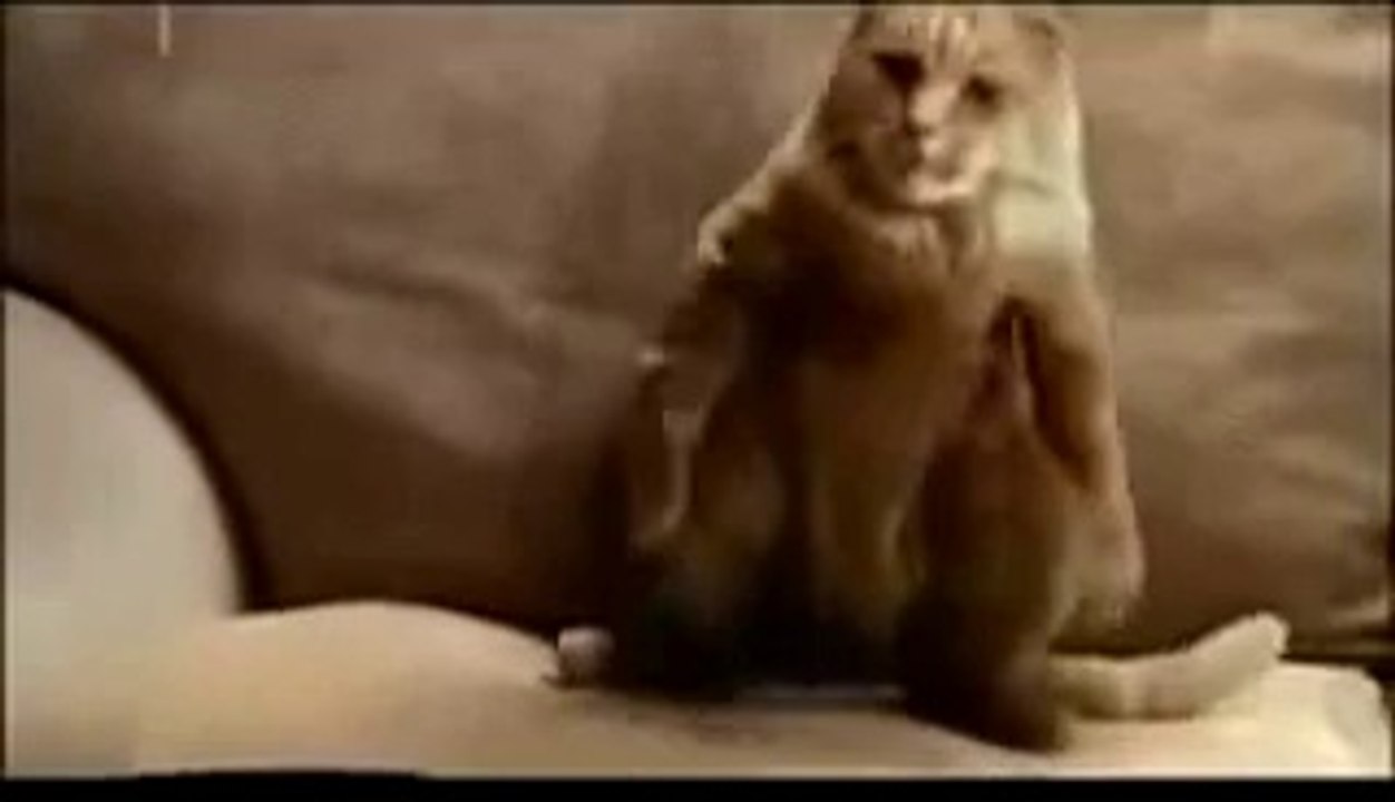 Kedi Yardırıyor ( Dans Eden Kedilerin Efendisi )
