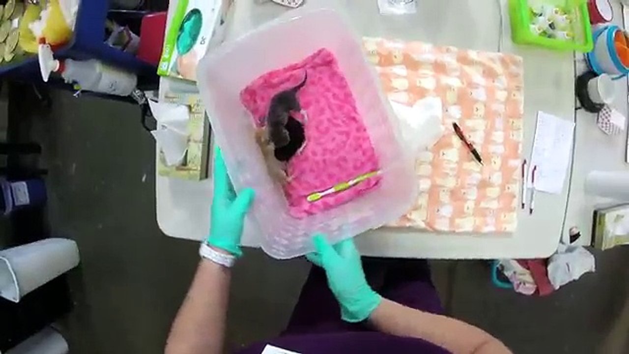 Voici la vidéo qui vous fait découvrir le paradis des chatons