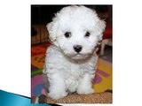 Adorable Bichon Frise Puppies Compilation