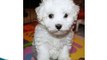 Adorable Bichon Frise Puppies Compilation