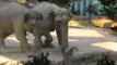 Elephants helps baby elephant at the zoo