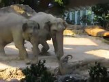Elephants helps baby elephant at the zoo