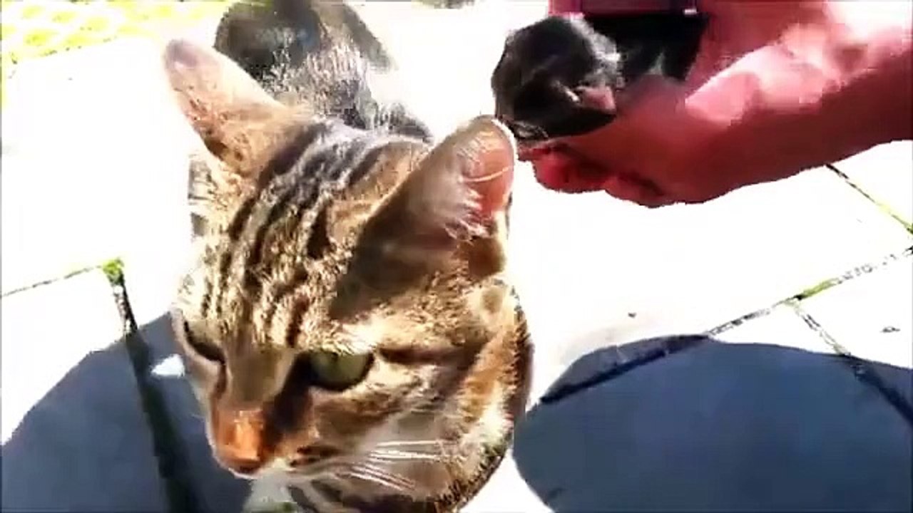 anne kedi yavrusunu adamdan kurtarıp yuvasına götürüyor