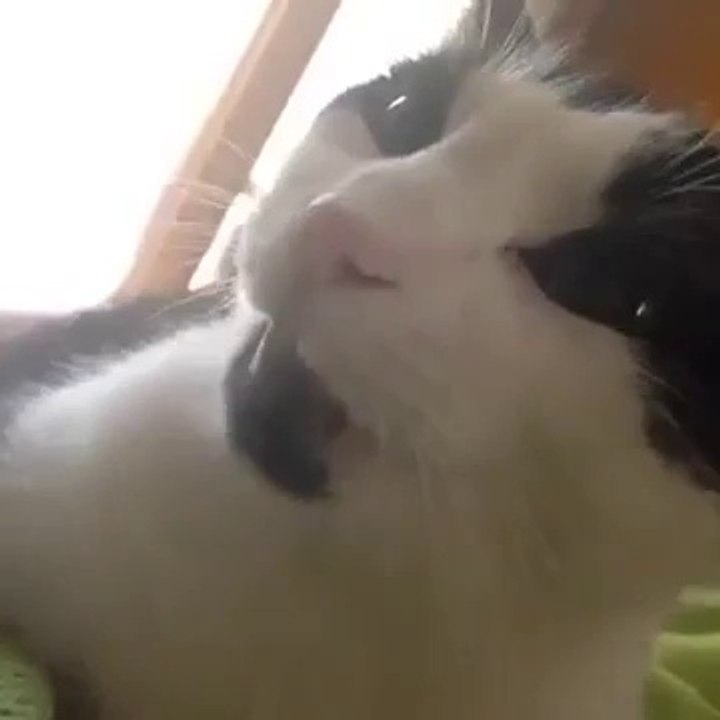 Taklitçi Kedi