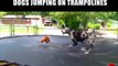 Dogs really love trampolines! - Pet compilation