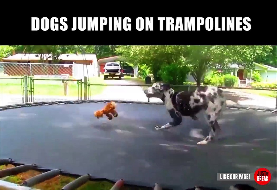 Dogs really love trampolines! - Pet compilation