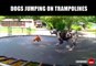 Des chiens qui adorent les trampolines - Compilation d'animaux marrant