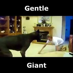 Giant dane plays with owner... Cute