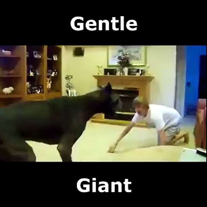 Un très gros Dog allemand joue avec son maitre... Adorable