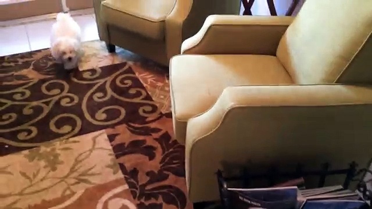 Bichon Frise and Havanese Puppies