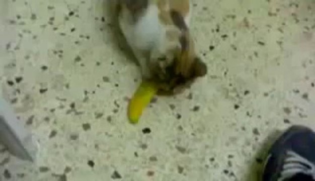 Acı Biber Yiyen Kedi _)