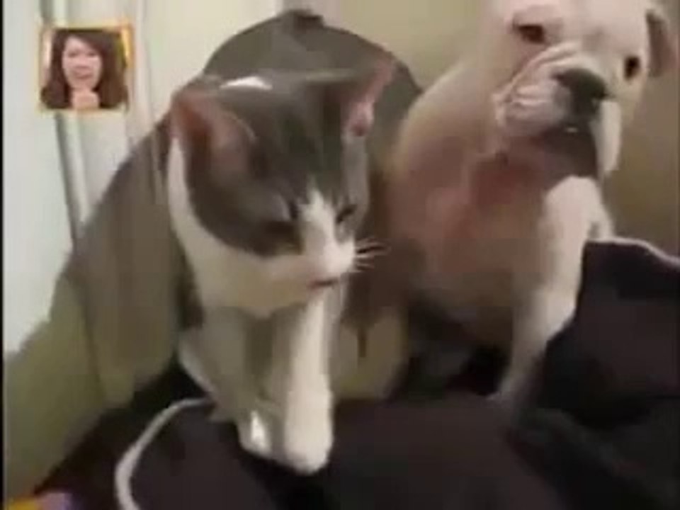 çok komik kedi ve köpek kavgası (boks)