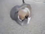 Kedi yavrusu vs Köpek yavrusu Yok Böyle Bir Şey