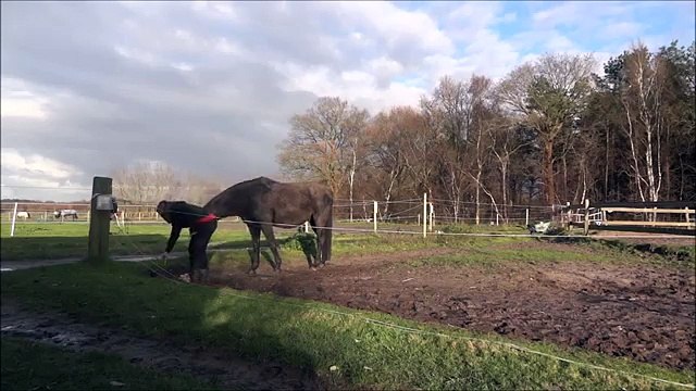 Clickertraining Deejay part 6 (session 7)