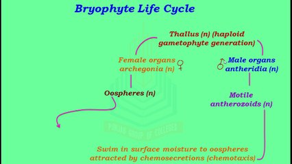 Bryophyte Life Cycle