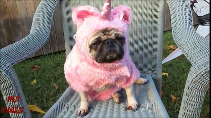 Animals Hate Costumes COMPILATION 2013