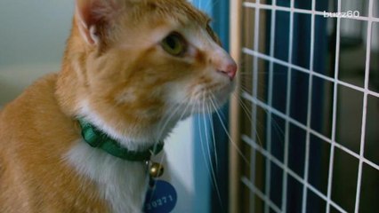 Man faces jail for feeding stray cat