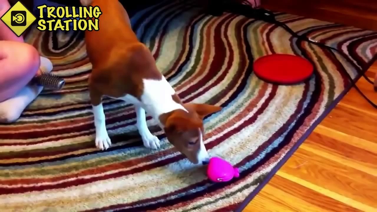 Best Funny Animal Videos Compilation 2014 NEW HD