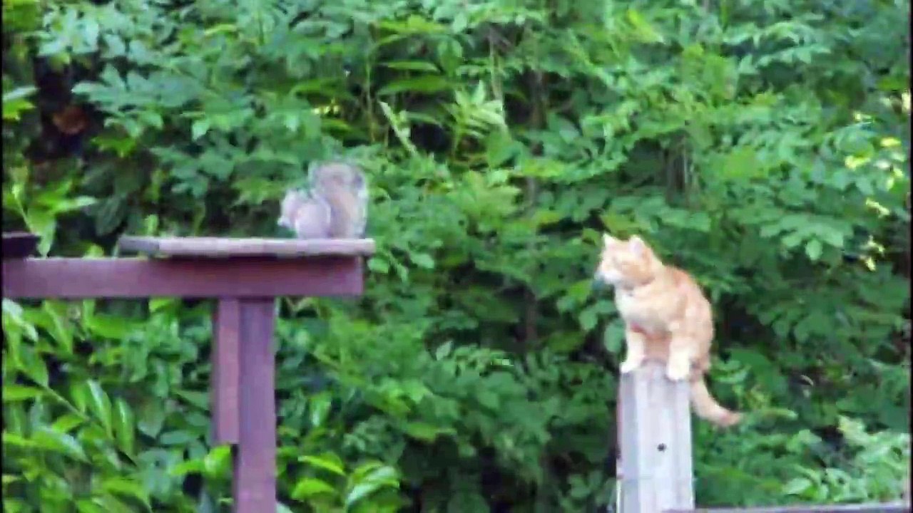 Never Turn Your Back On A Squirrel