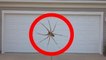WORLD'S BIGGEST SPIDER! - THIS SPIDER IS GIANT l Plus grosse araignée du monde