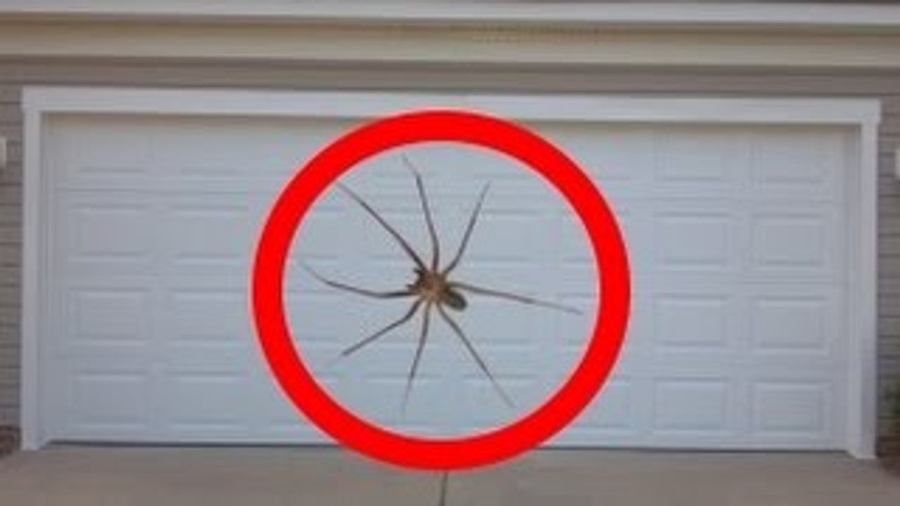 WORLD'S BIGGEST SPIDER! - THIS SPIDER IS GIANT l Plus grosse araignée du monde
