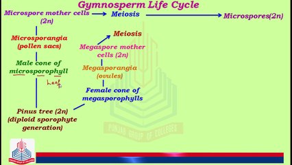 Understanding the Gymnosperm Life Cycle: Reproduction & Growth 🌱
