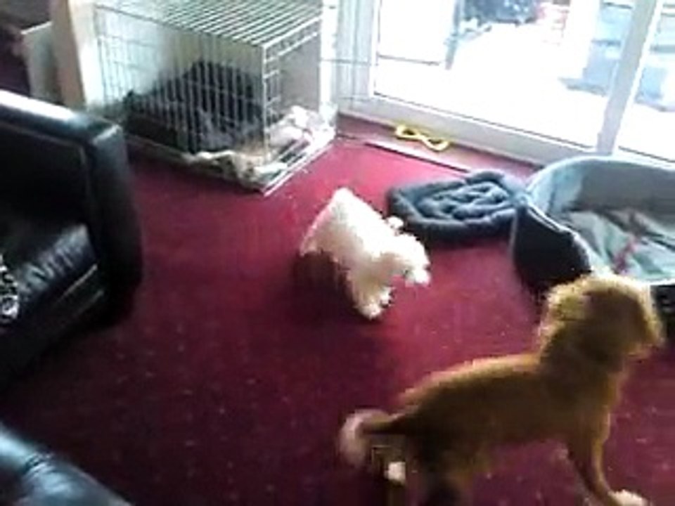 bichon frise 11 weeks and working cocker 3 years old