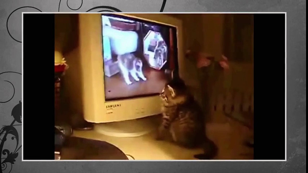 Best Funny Animal 2015 - Cat watching TV