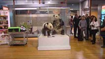 El  oso panda Chu-Lin se incorpora al Museo Nacional de Ciencias Naturales