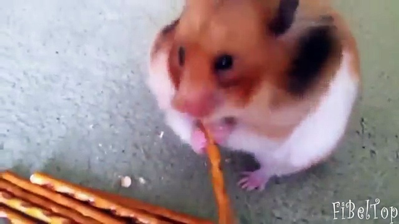 Смешные хомяки