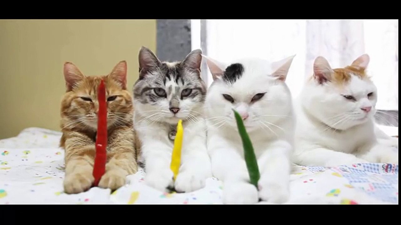 funny cat - funny - cat videos - funny animal- Red pepper