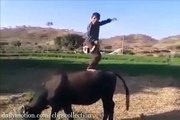 Desi Pagal Kid Dance On Buffalo-Amazing Video-Top Funny Videos-Top Prank Videos-Top Vines Videos-Viral Video-Funny Fails