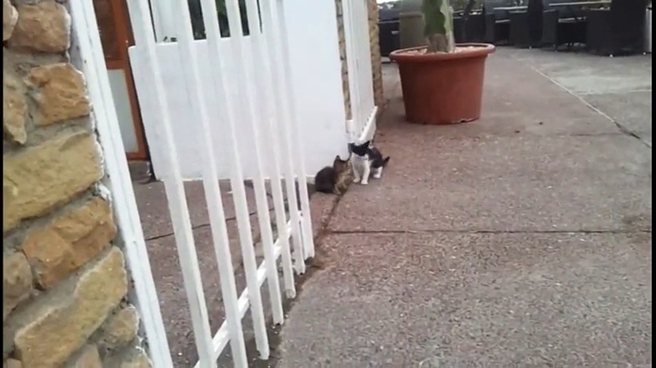 Funny cat clips 2016