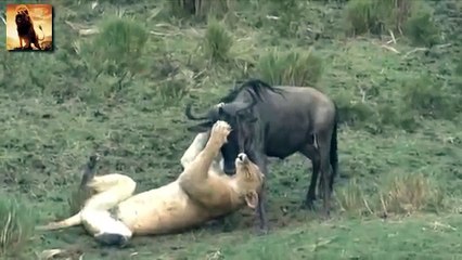 Lion vs wildebeest - Lion Attack wildebeest