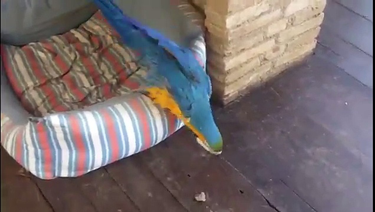 Pruning Hauling Burning at Delenia - House Sitting Academy Retreat Part 2