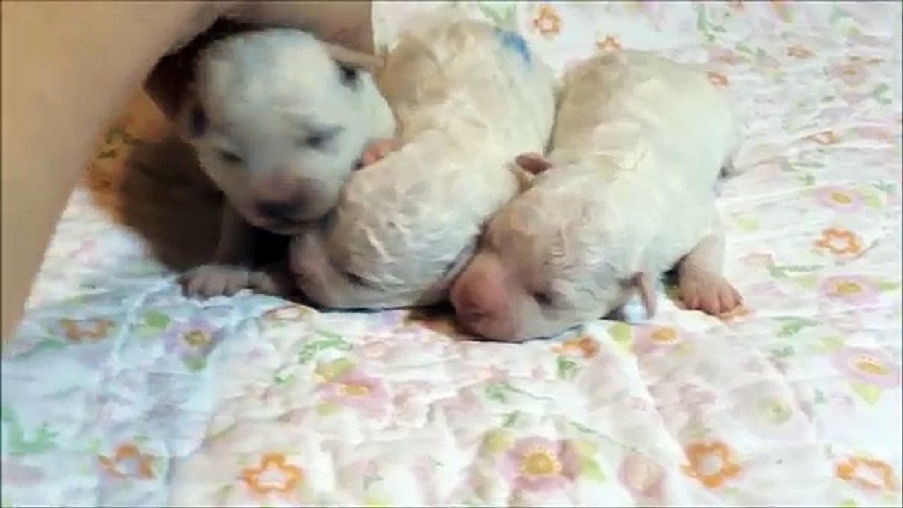 Bichon Frise male puppy for sale