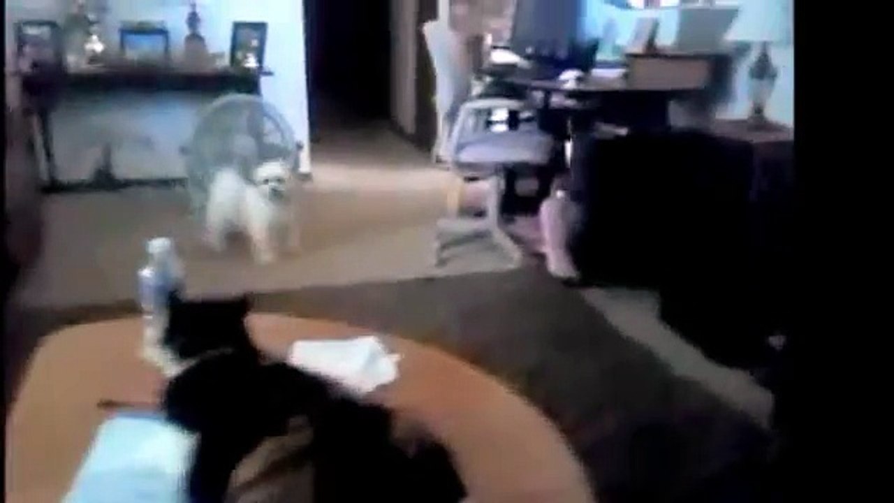 Bichon Frise Shih Tzu mix