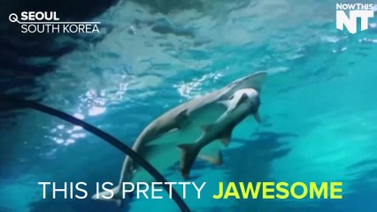 Female Shark Eats Male Shark Whole In Aquarium Tank