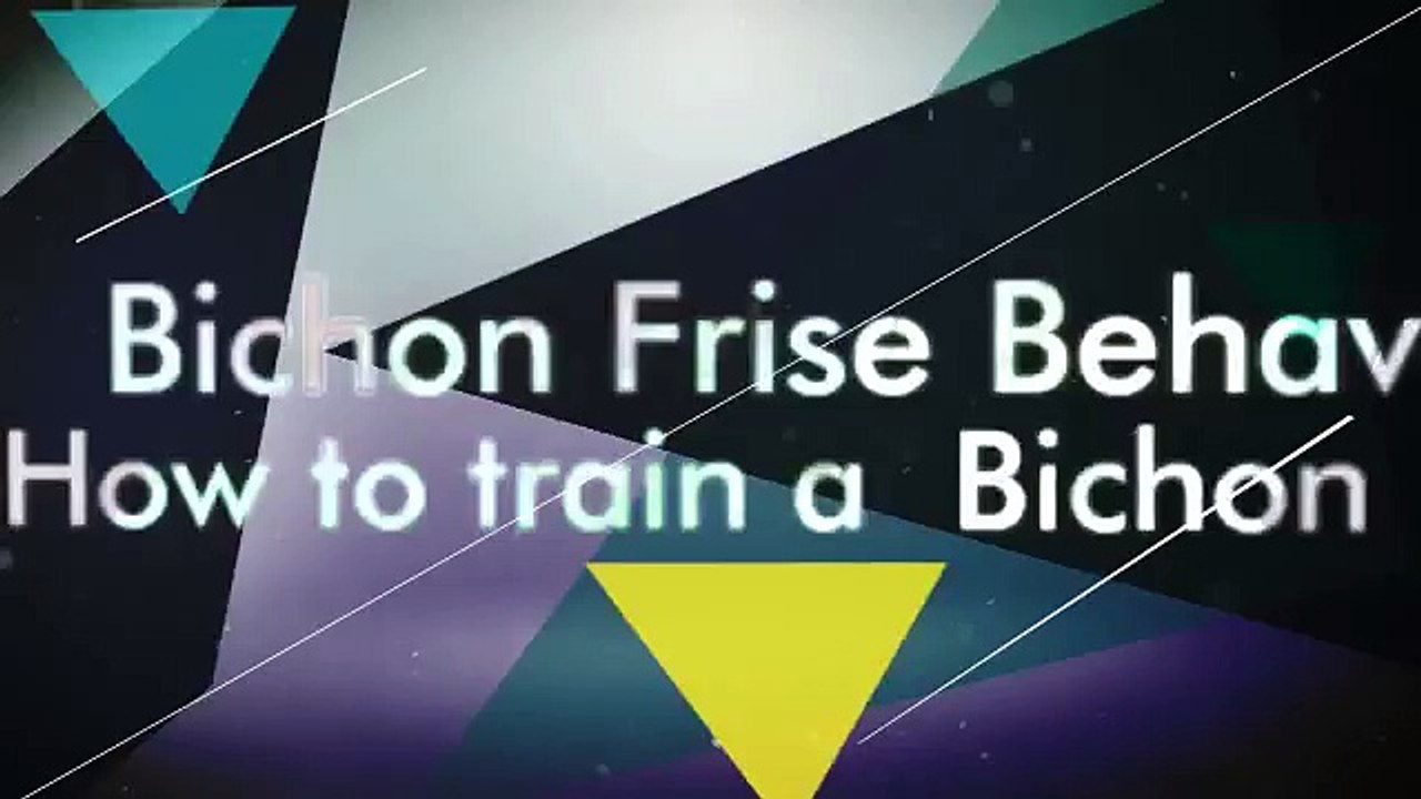 Bichon Frise Behavior