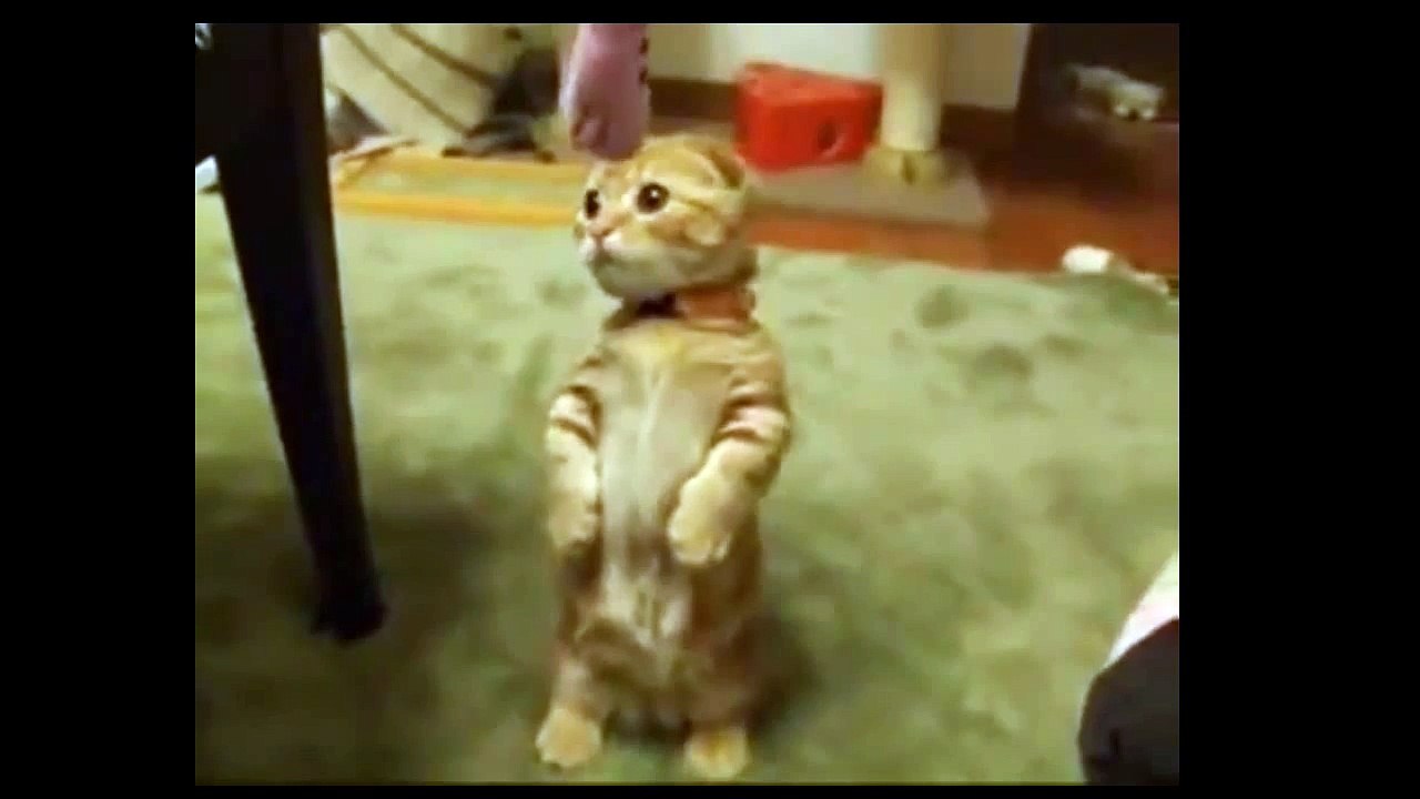video 14
