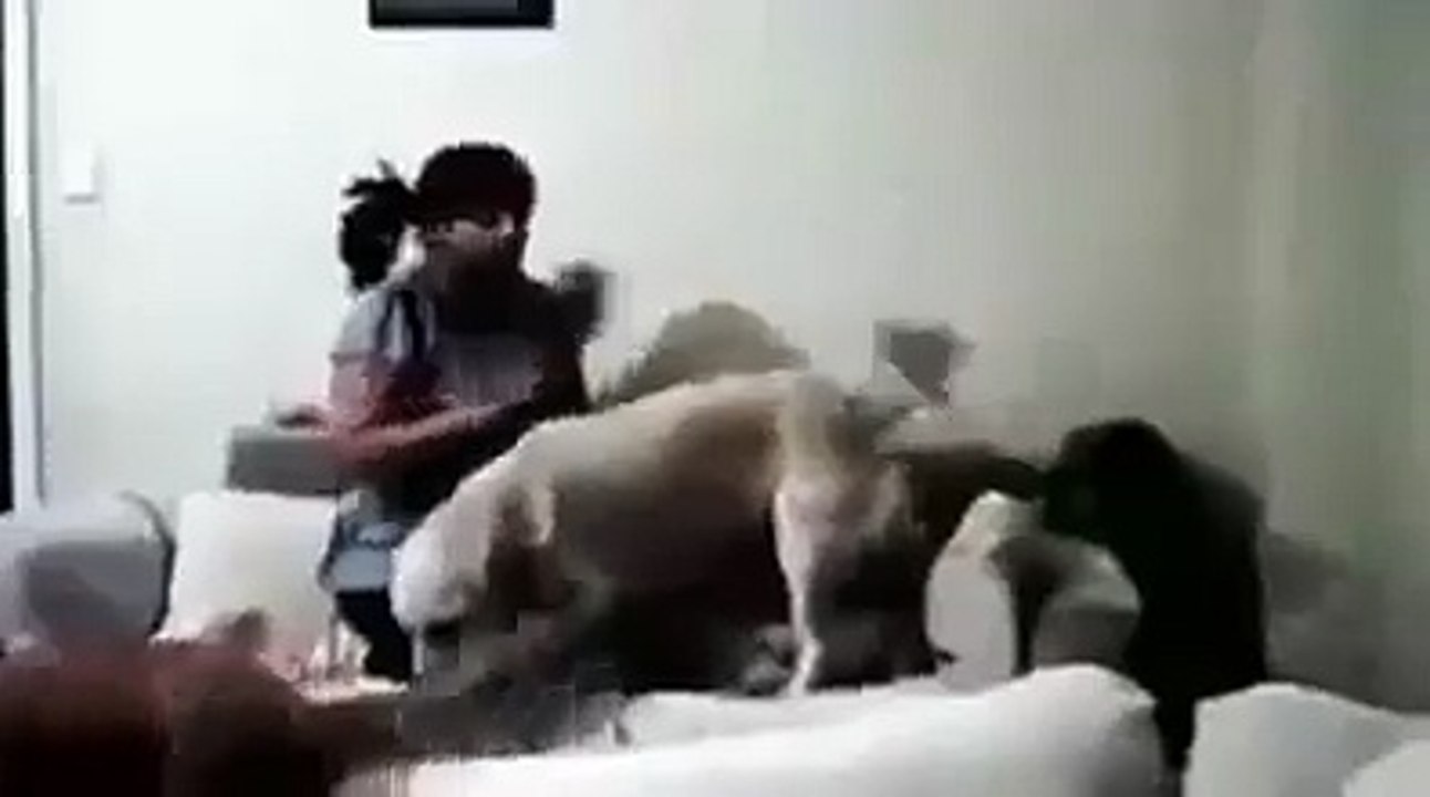 see what dog does