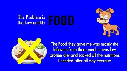 Dog Food Secrets Review - Best Dog Food Review