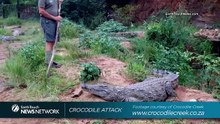crocodilos