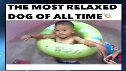 Funny Videos - Funny Cats - Funny Animals - Funny Dogs - Funny Cats Compilation