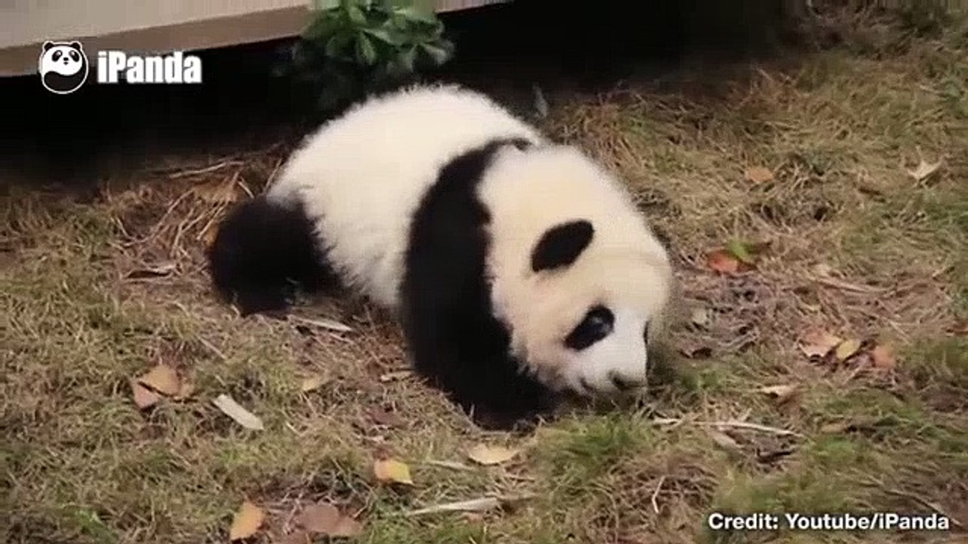 Funny Videos - Funny Animals - Cute Pets