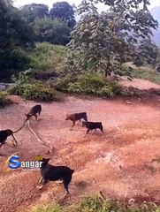 Köpekler kobra yılanına saldırıyor!