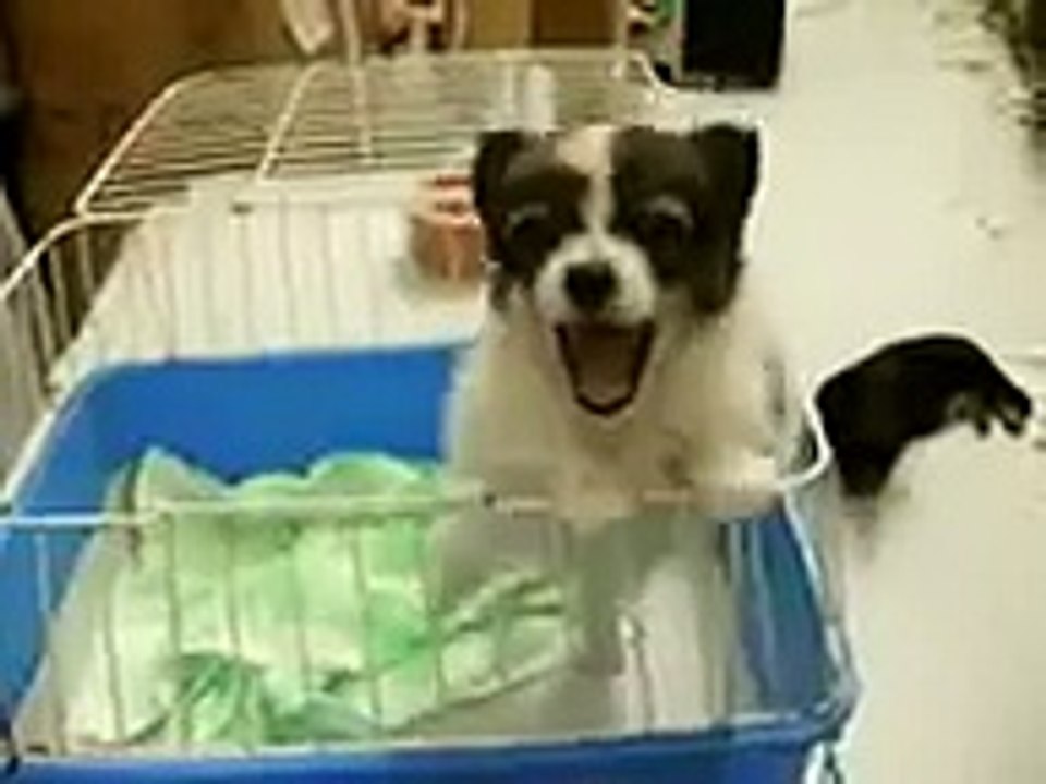 Puppy Screams  Elmo