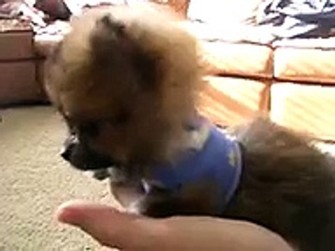 TINIEST TINY MICRO TEACUP POMERANIAN PUPPY