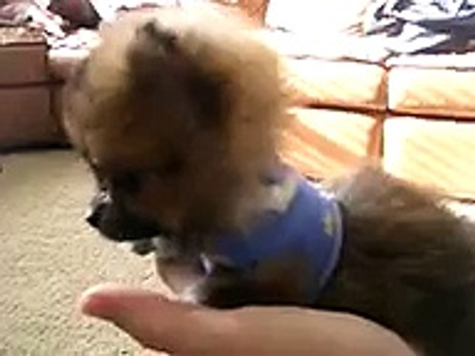 TINIEST TINY MICRO TEACUP POMERANIAN PUPPY