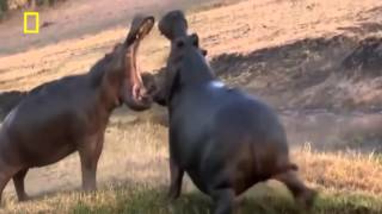 Lion Fail Trips and Falls in to Ravine Lions _ Lions Documetary Willd Natural Documetary